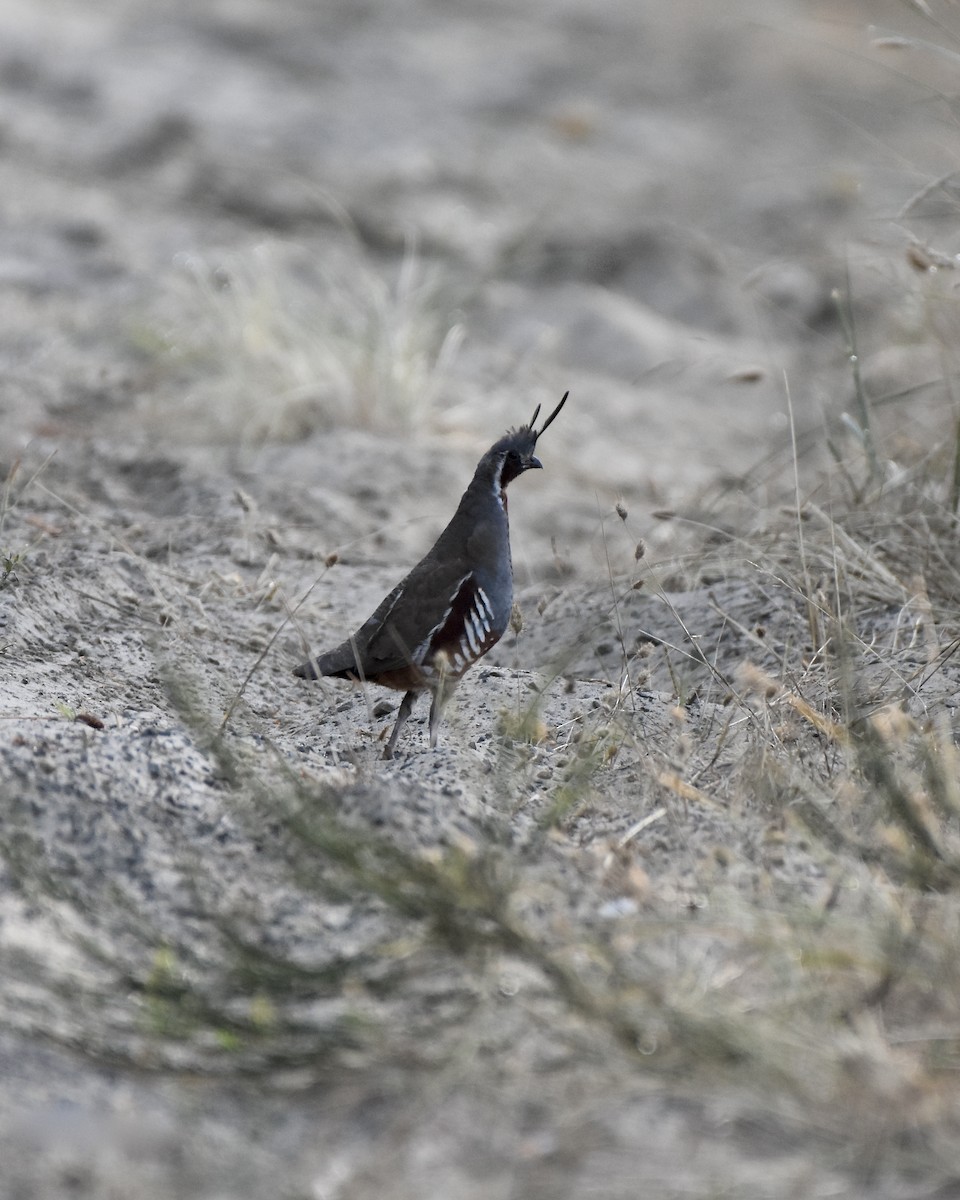 Mountain Quail - ML360732901