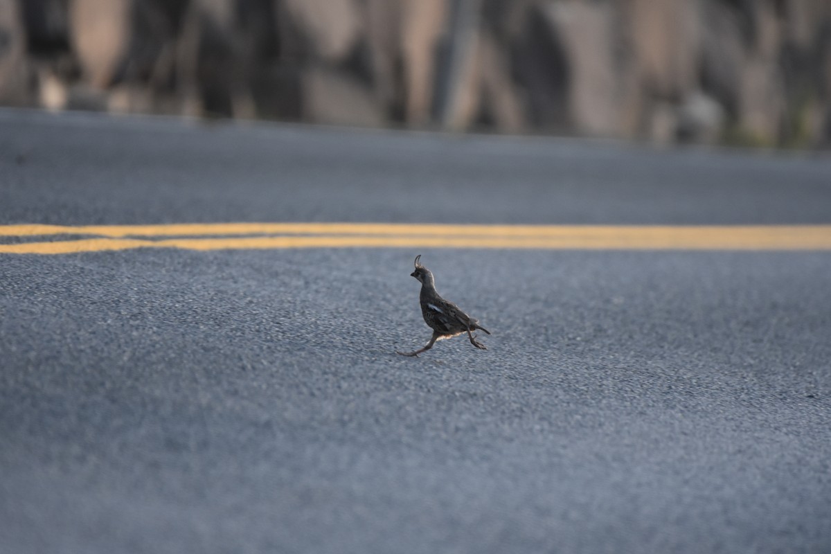 Mountain Quail - ML360733021