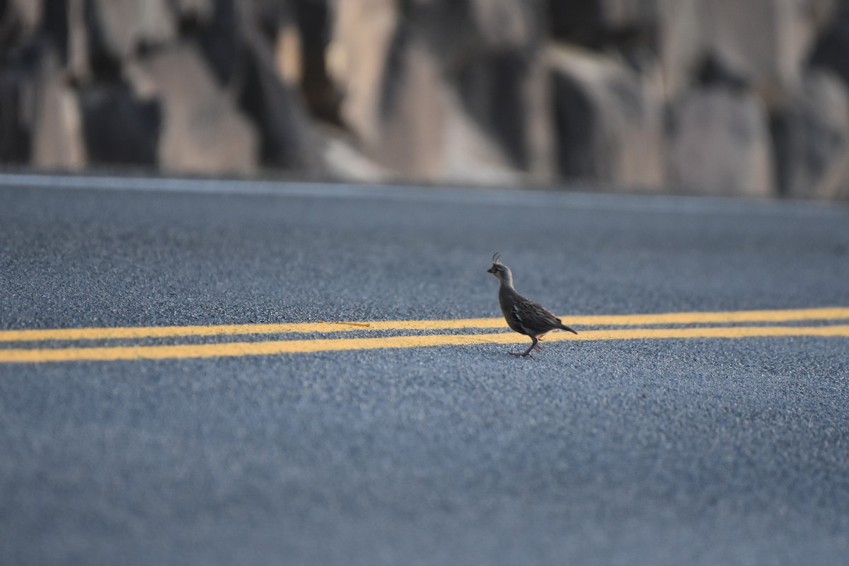 Mountain Quail - ML360733031