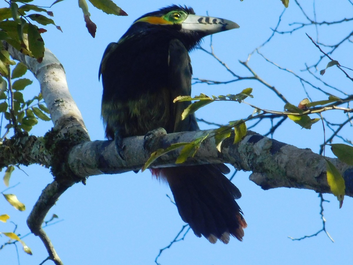 Toucanet à bec tacheté - ML360733171