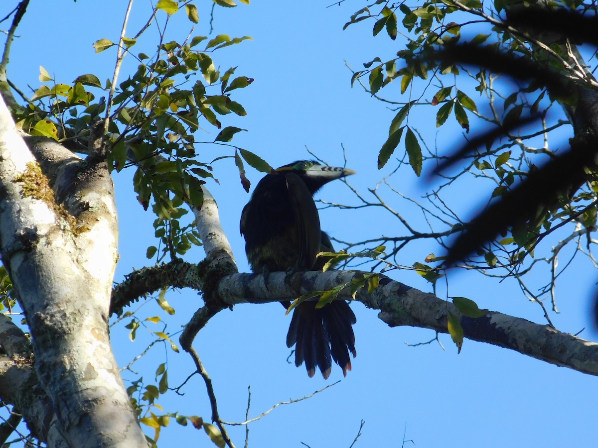 Spot-billed Toucanet - ML360733201