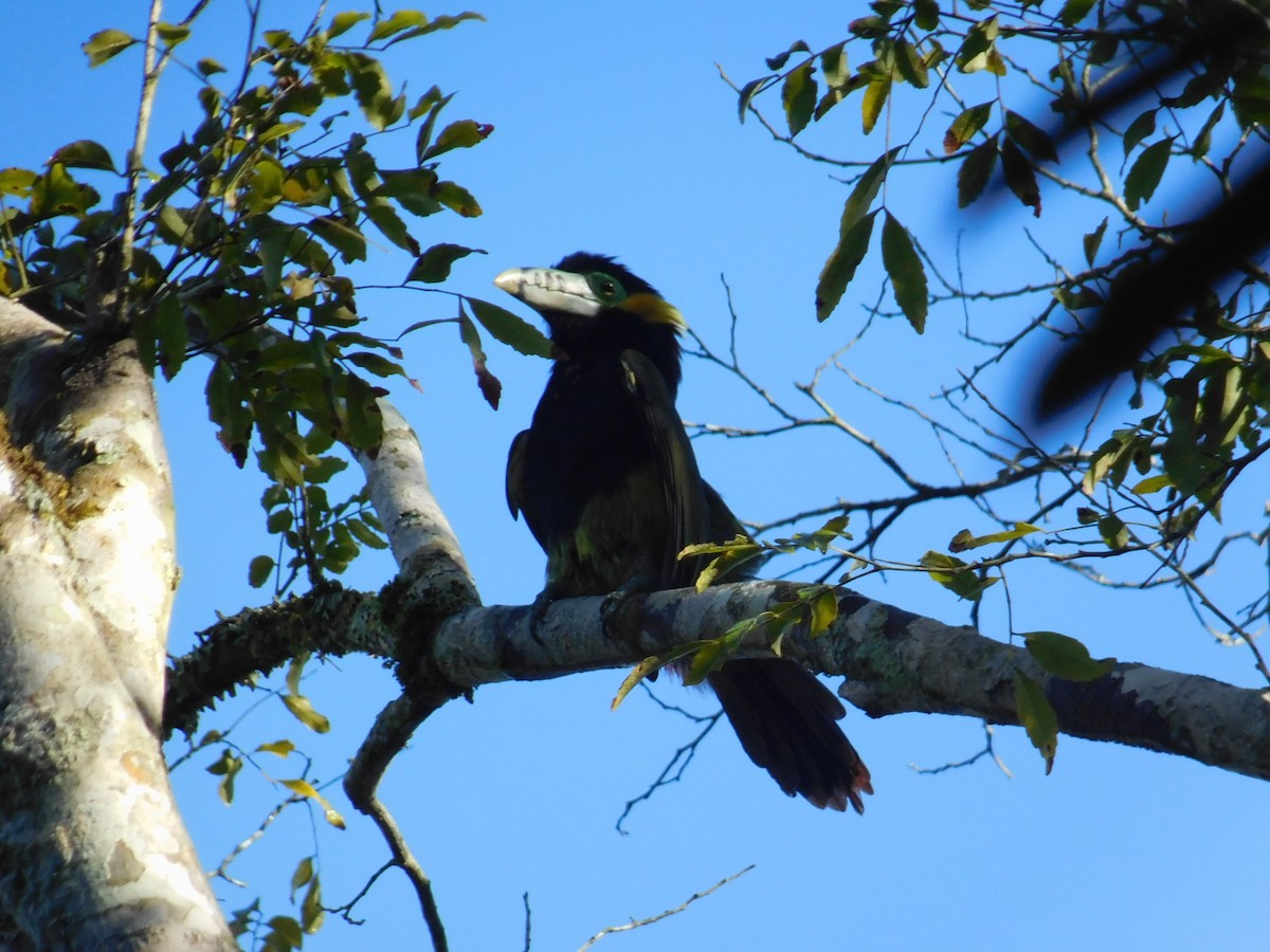 Spot-billed Toucanet - ML360733211