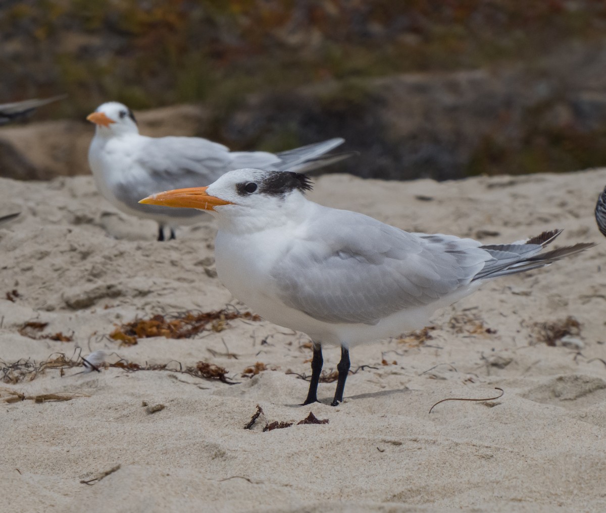 Royal Tern - Braxton Landsman