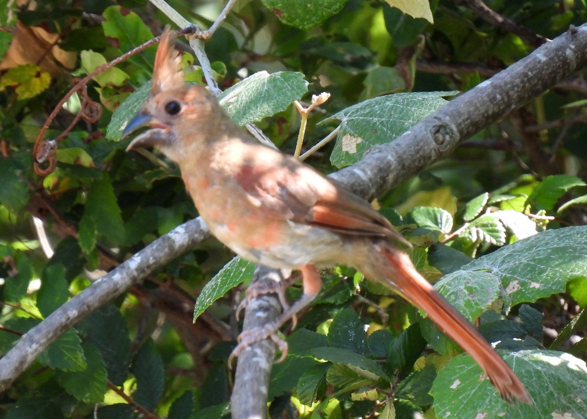 Cardinal rouge - ML360734251