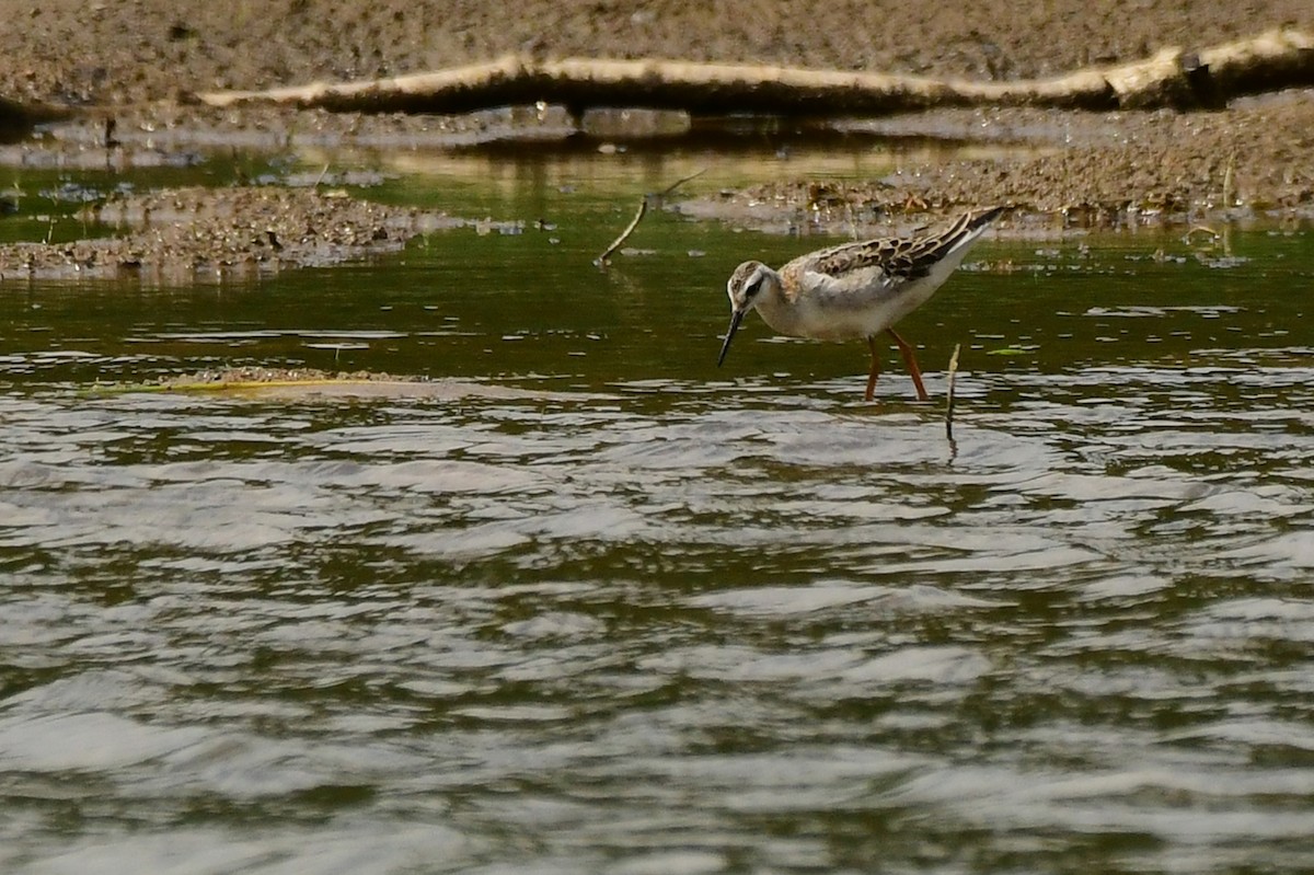 hvithalesvømmesnipe - ML360734491