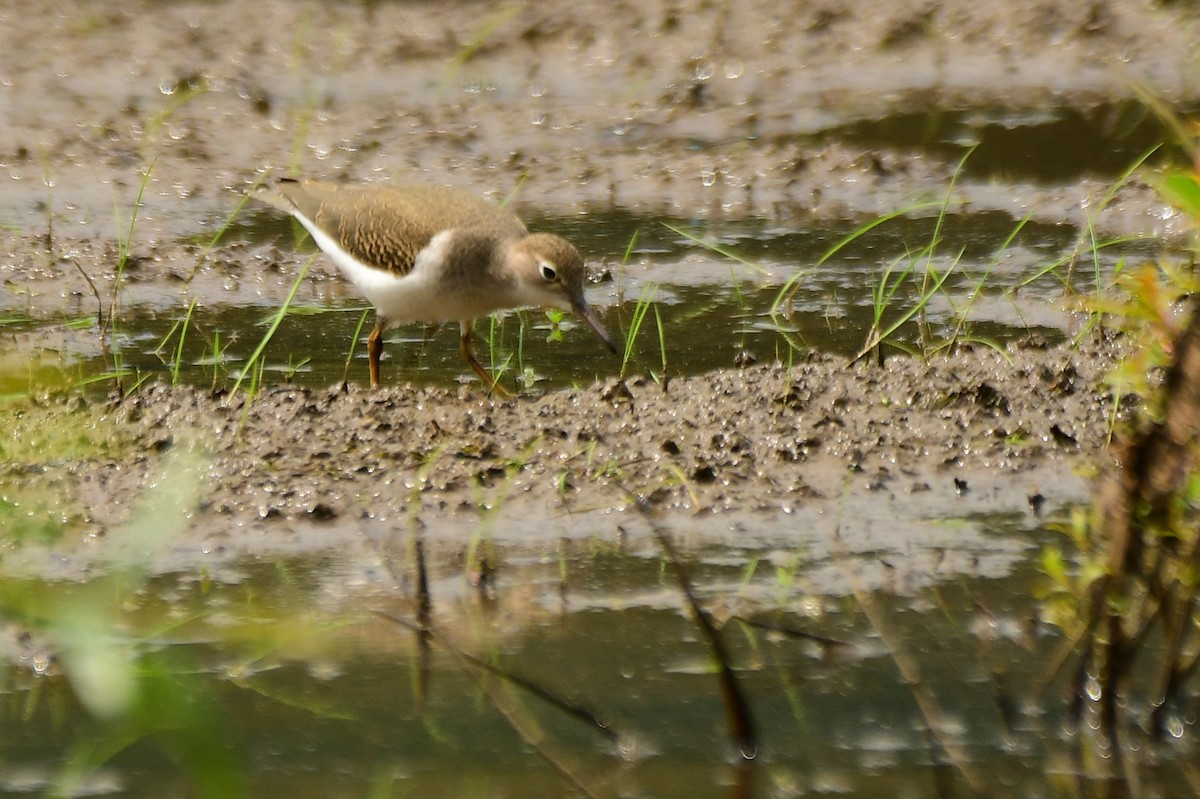 Spotted Sandpiper - ML360734551