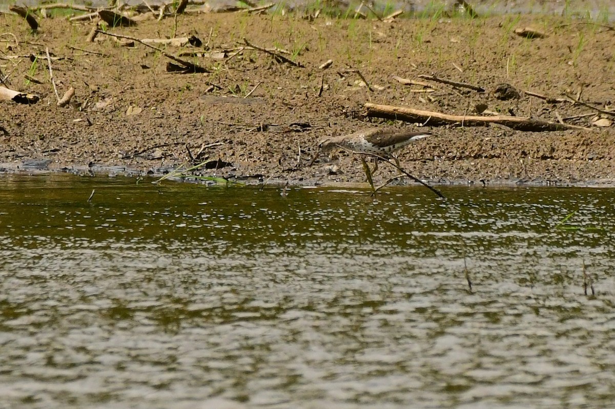 Spotted Sandpiper - ML360734561