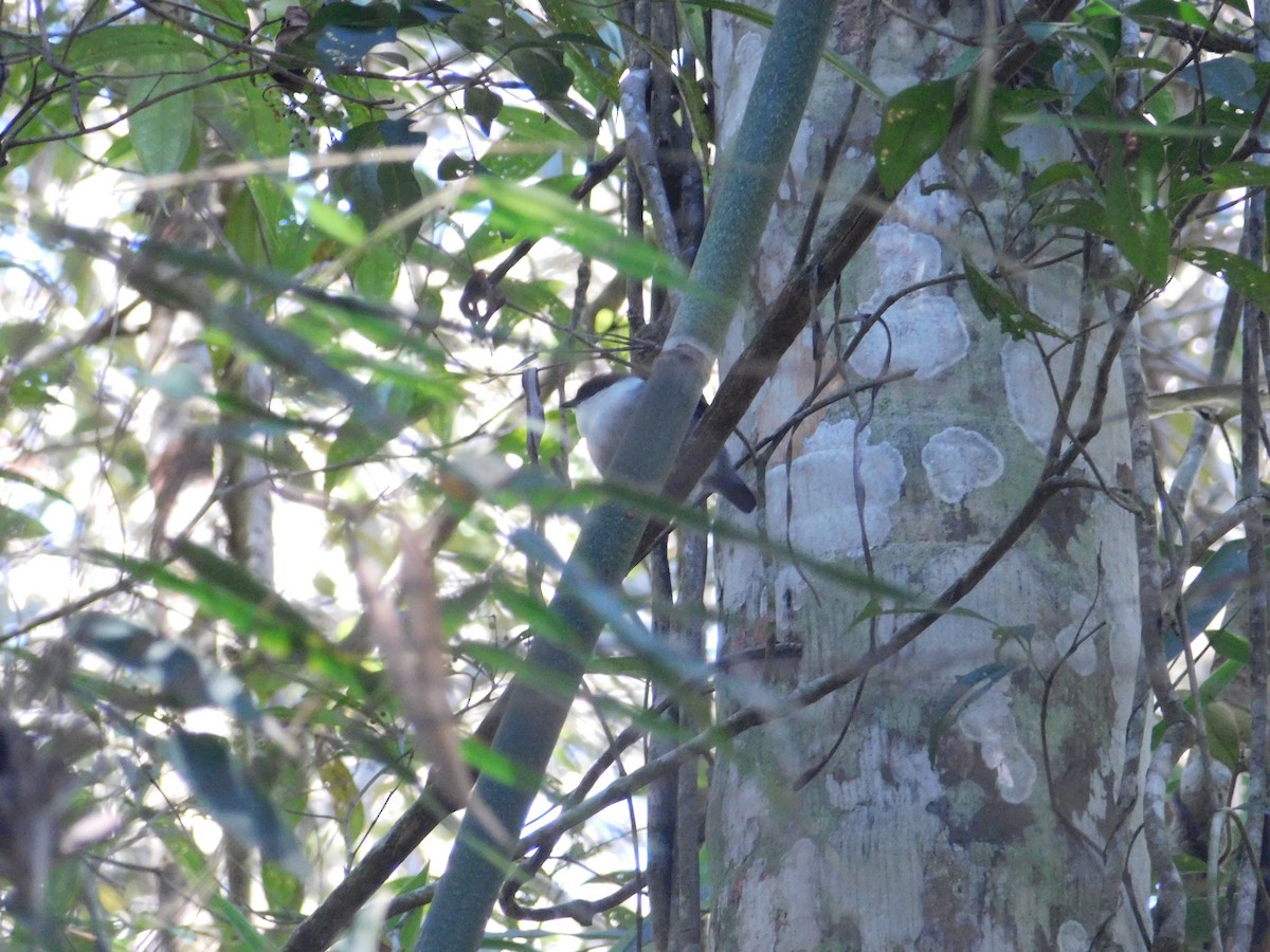 White-bearded Manakin - ML360734801