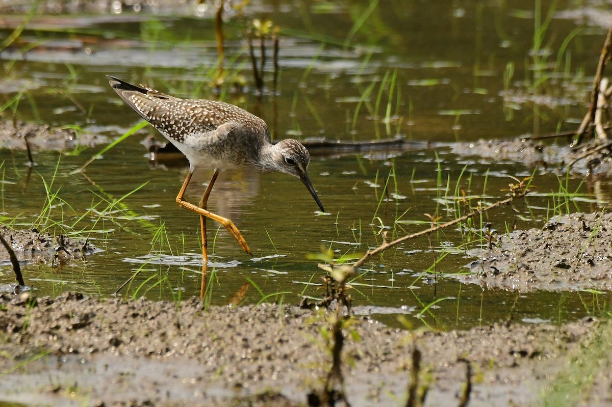 Lesser Yellowlegs - ML360734811