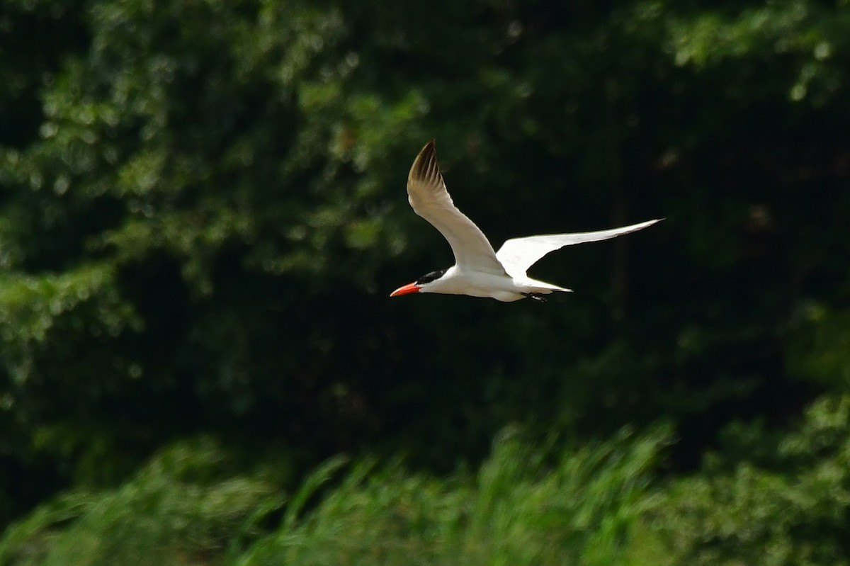 Caspian Tern - ML360734981