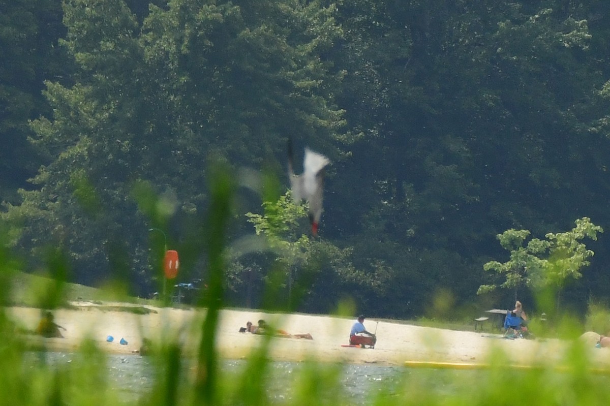 Caspian Tern - ML360734991