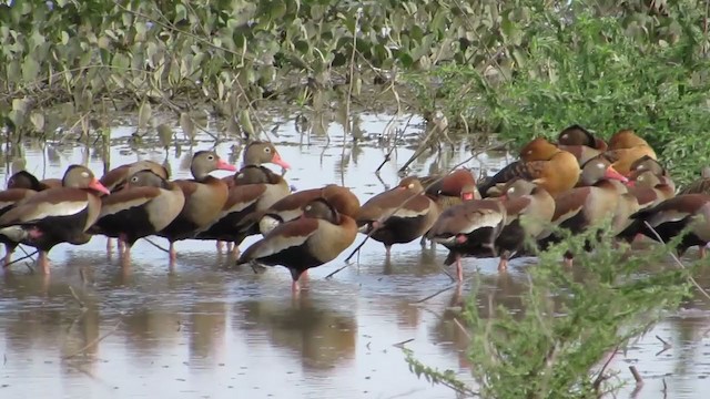 White-faced Whistling-Duck - ML360735841