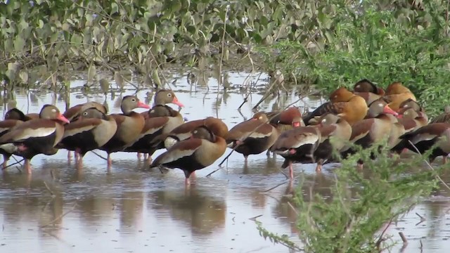 Black-bellied Whistling-Duck - ML360735881