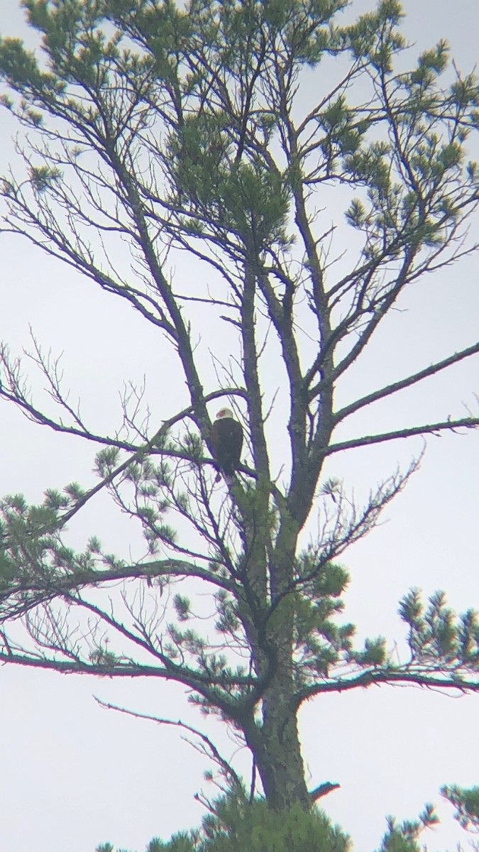 Bald Eagle - ML360736571