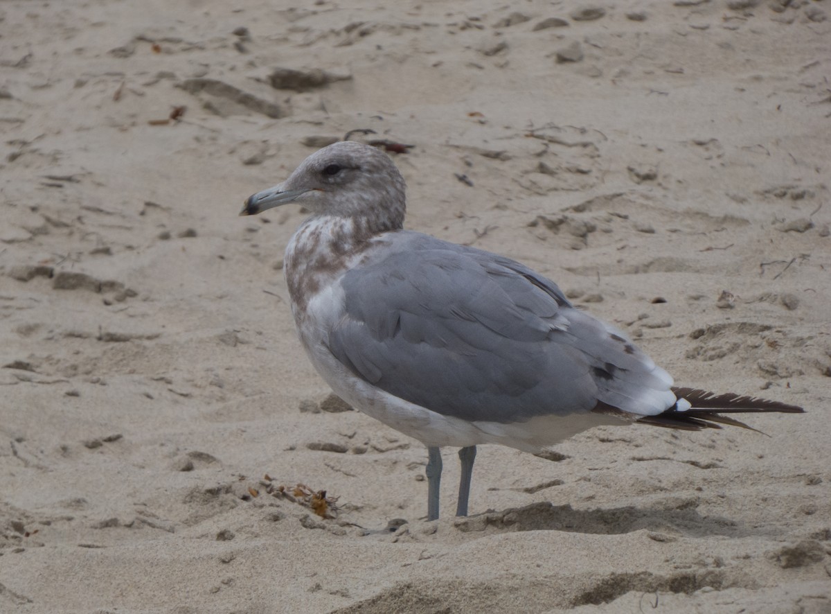 California Gull - Braxton Landsman