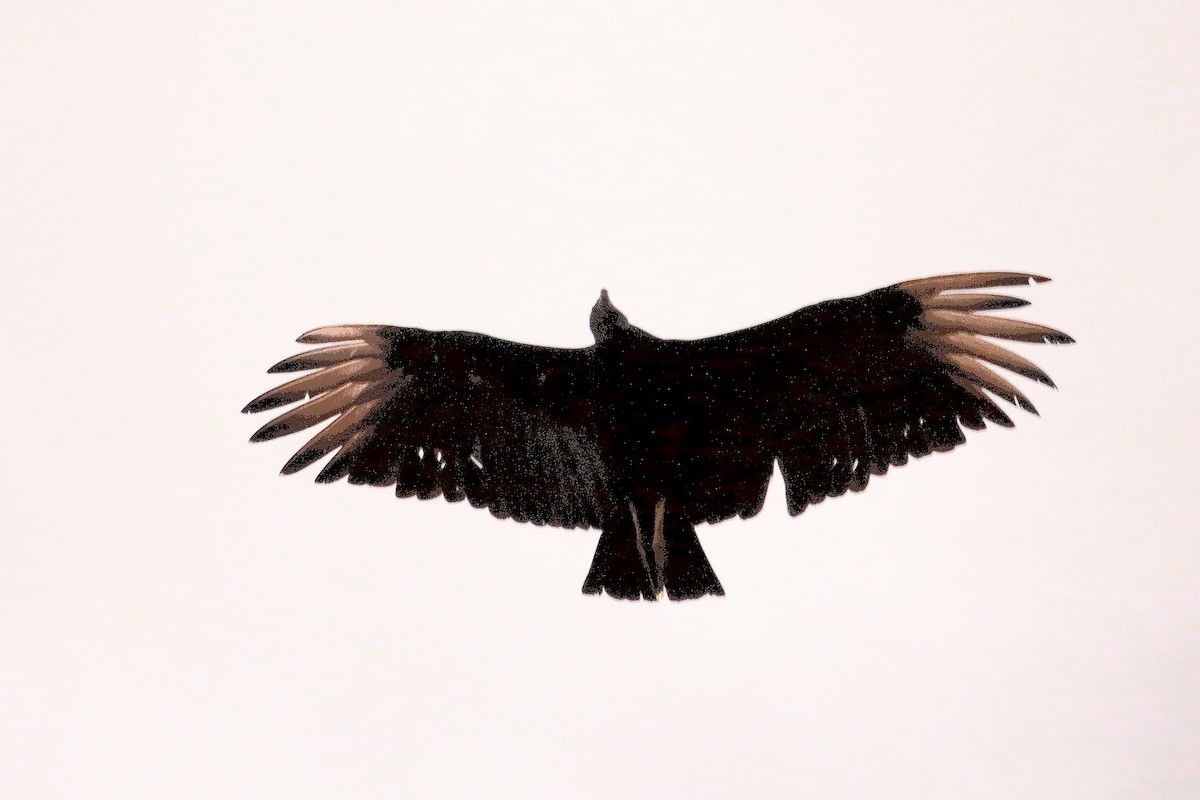 Black Vulture - ML360737531