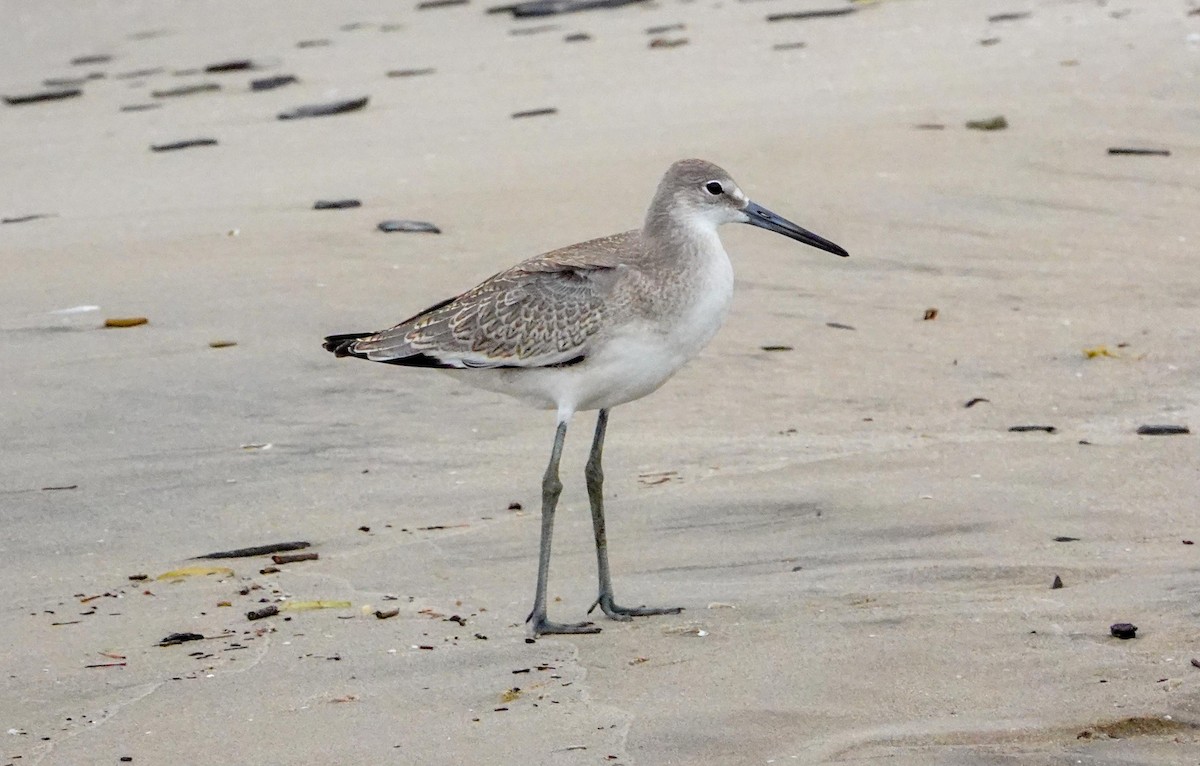 Willet (Western) - Gale VerHague