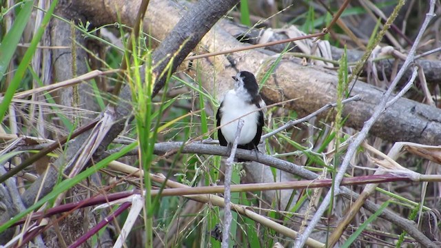 Pied Water-Tyrant - ML360738771