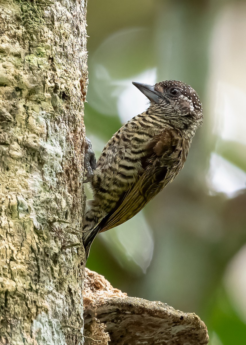 Lafresnaye's Piculet - ML360740281