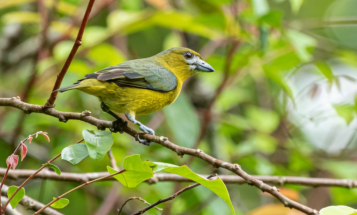 Golden-bellied Euphonia - ML360741261