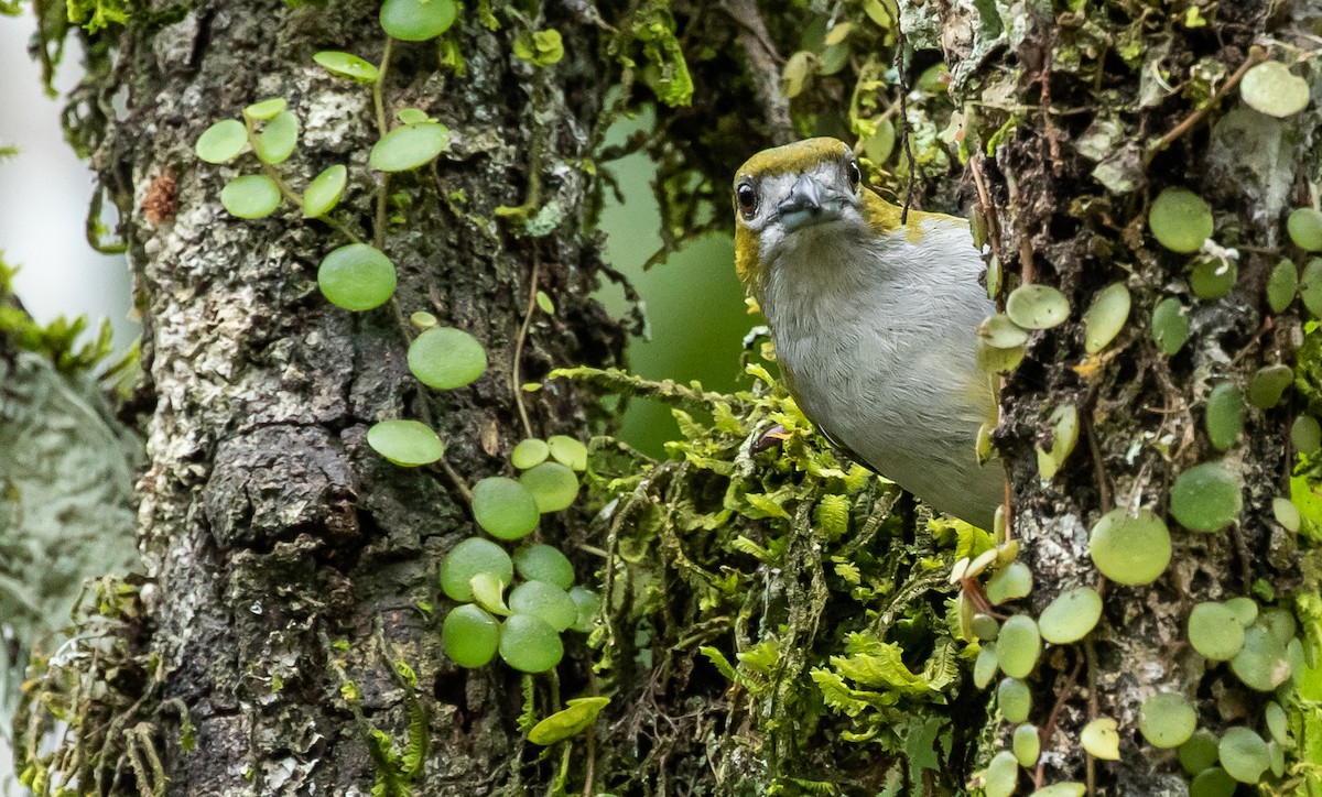 Golden-bellied Euphonia - ML360741281