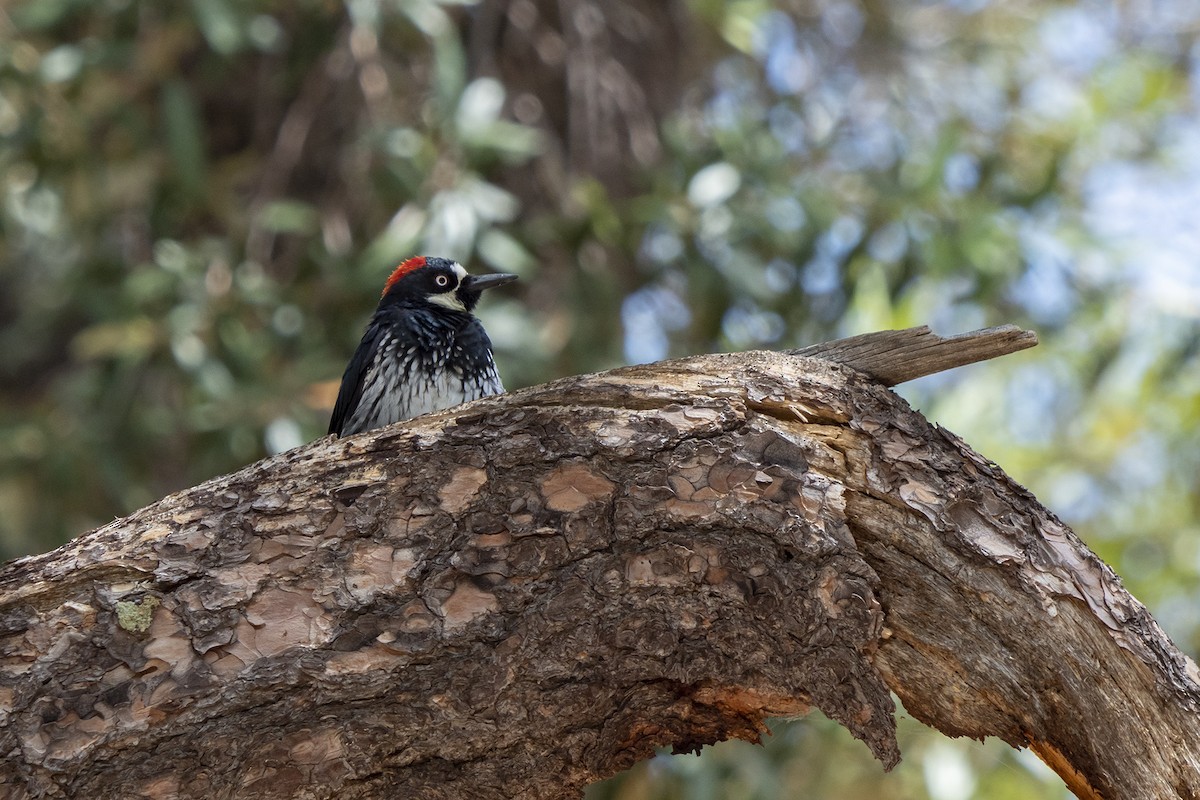 Acorn Woodpecker - ML360741371