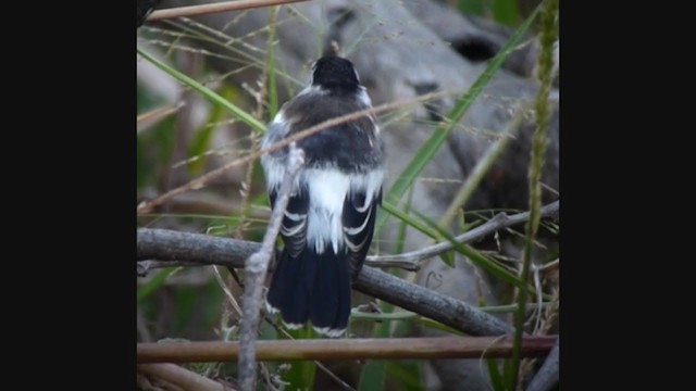 Pied Water-Tyrant - ML360741421