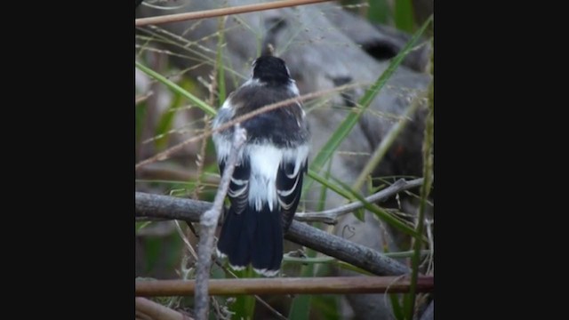 Pied Water-Tyrant - ML360743091