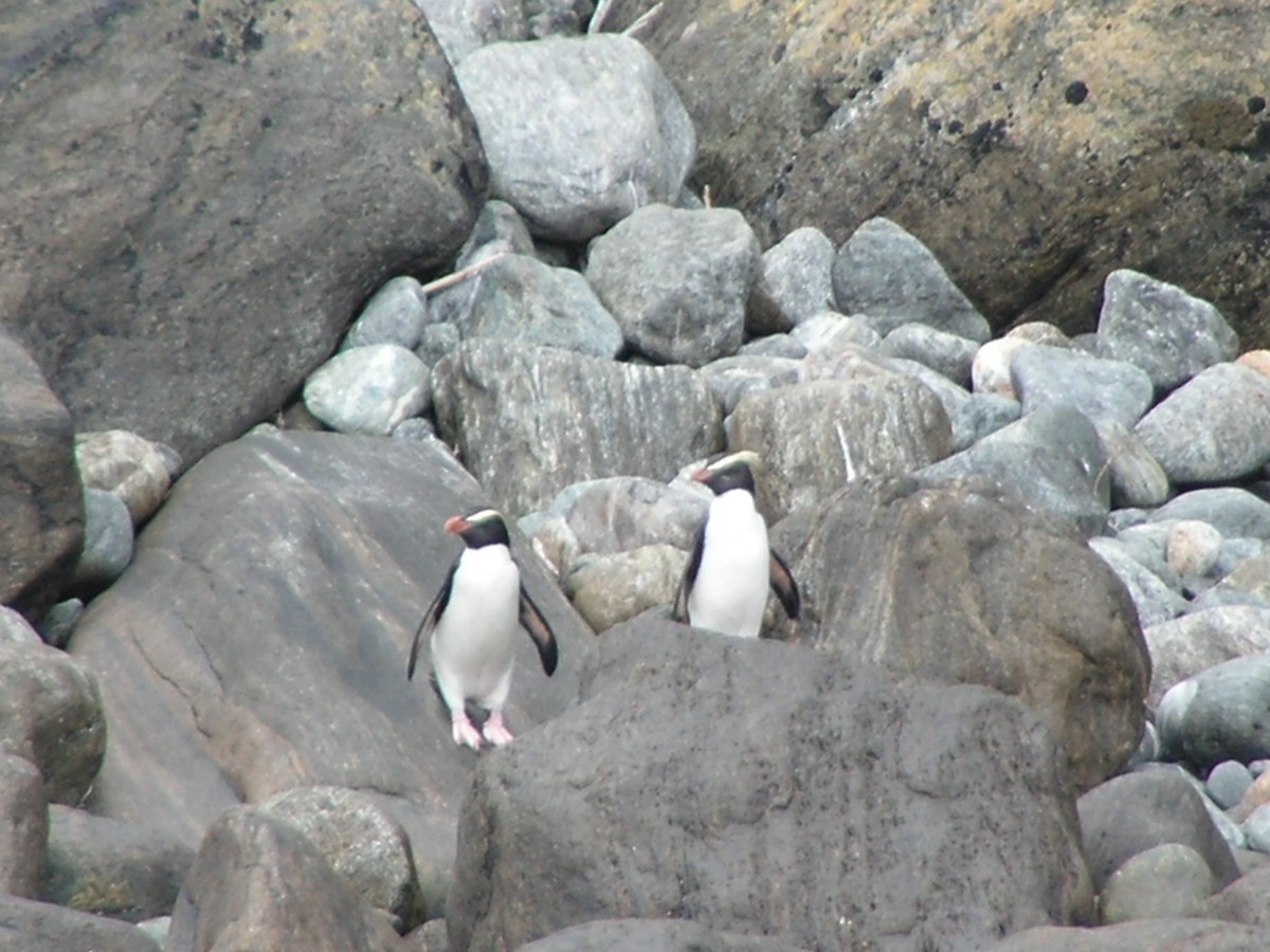 Fiordland Penguin - ML360743411