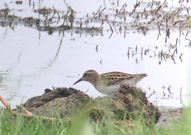 Least Sandpiper - ML360743881