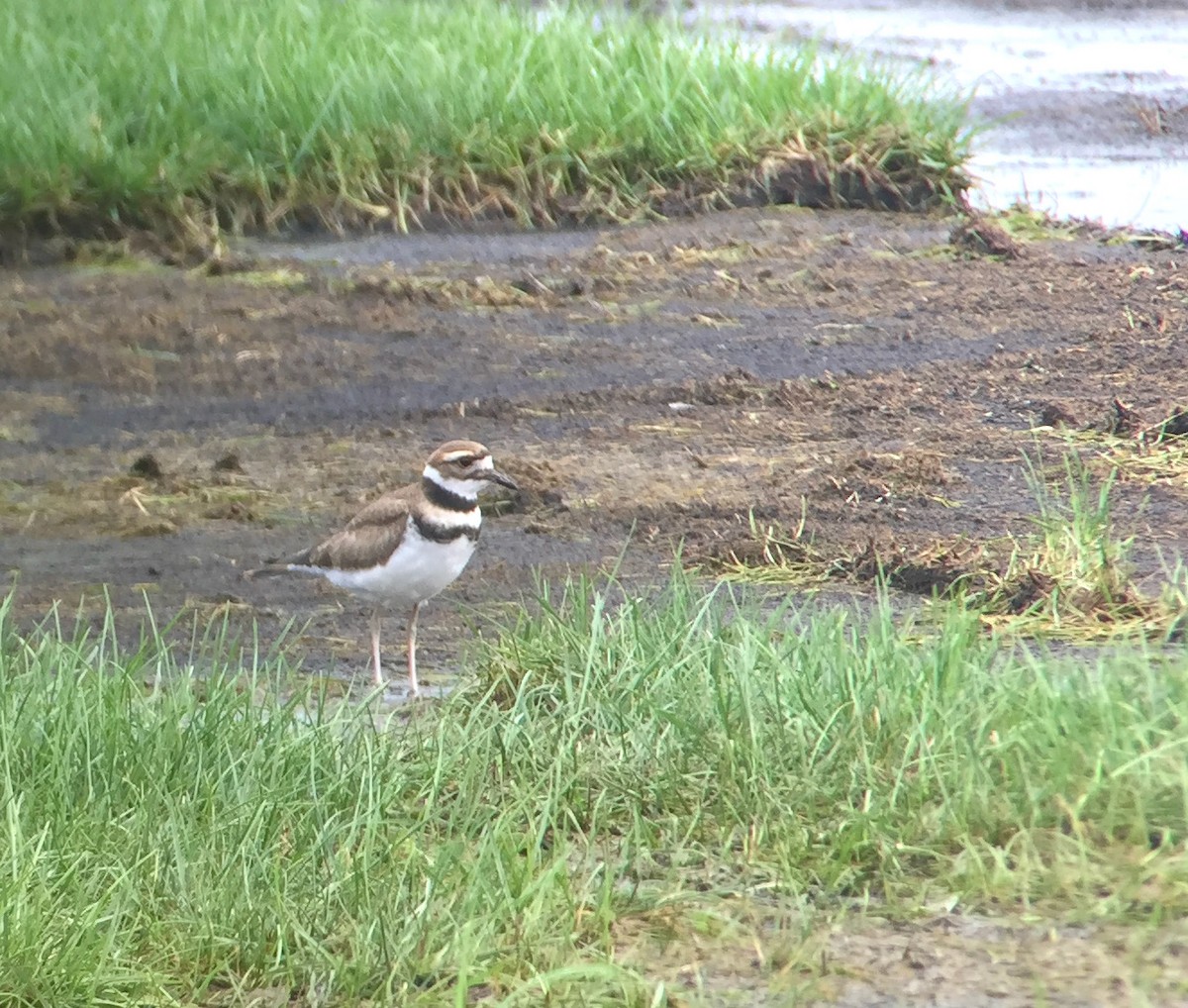 Killdeer - ML360743911