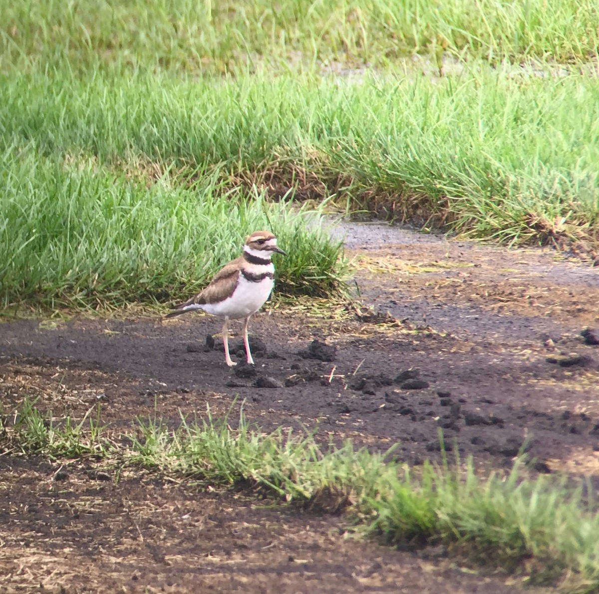 Killdeer - ML360743921