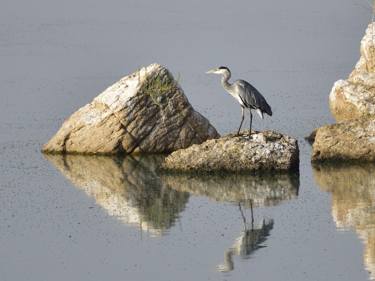 アオサギ - ML360744681