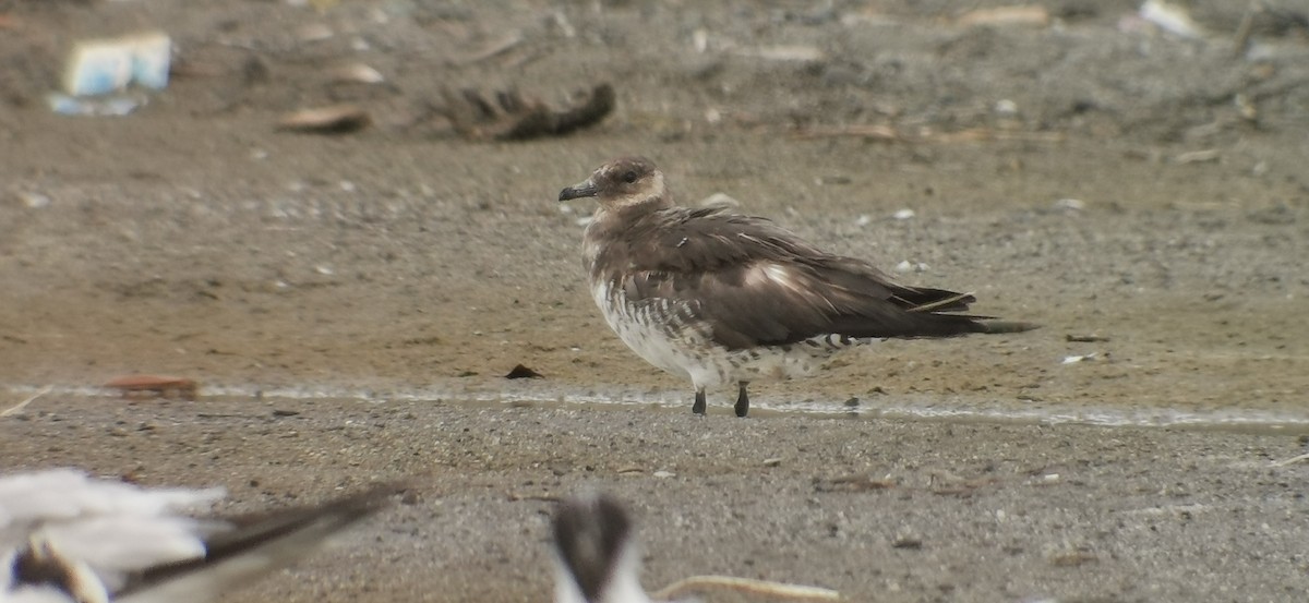 Parasitic Jaeger - ML360744831