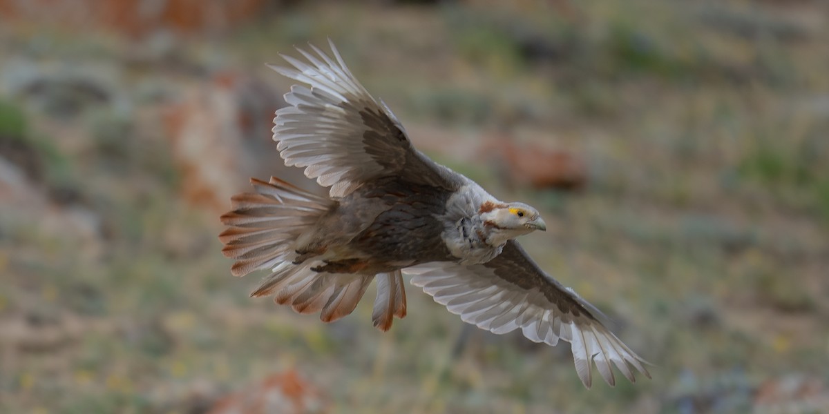 Himalayan Snowcock - ML360748601