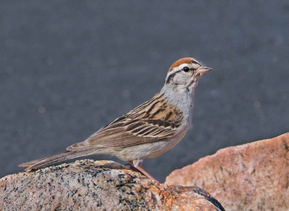 Chipping Sparrow - ML360749221