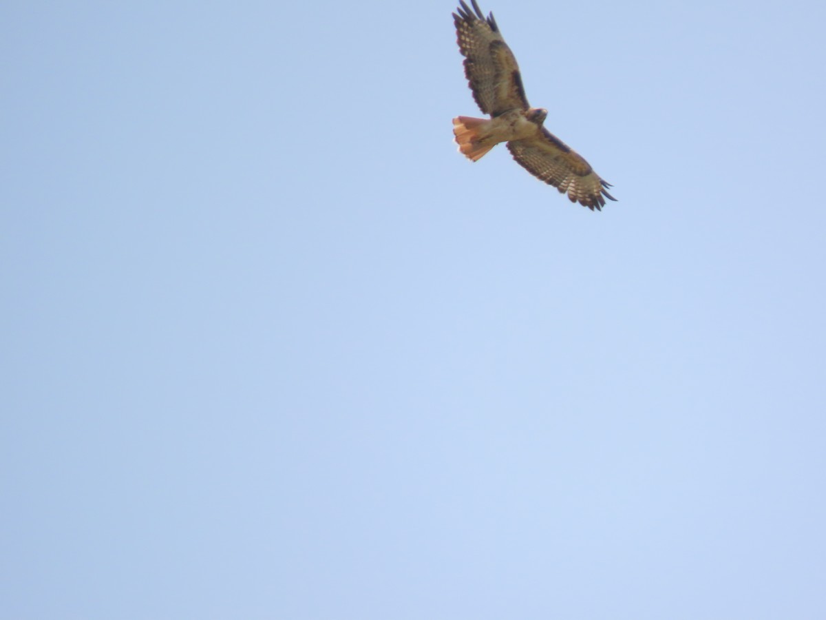 Red-tailed Hawk - ML360749391