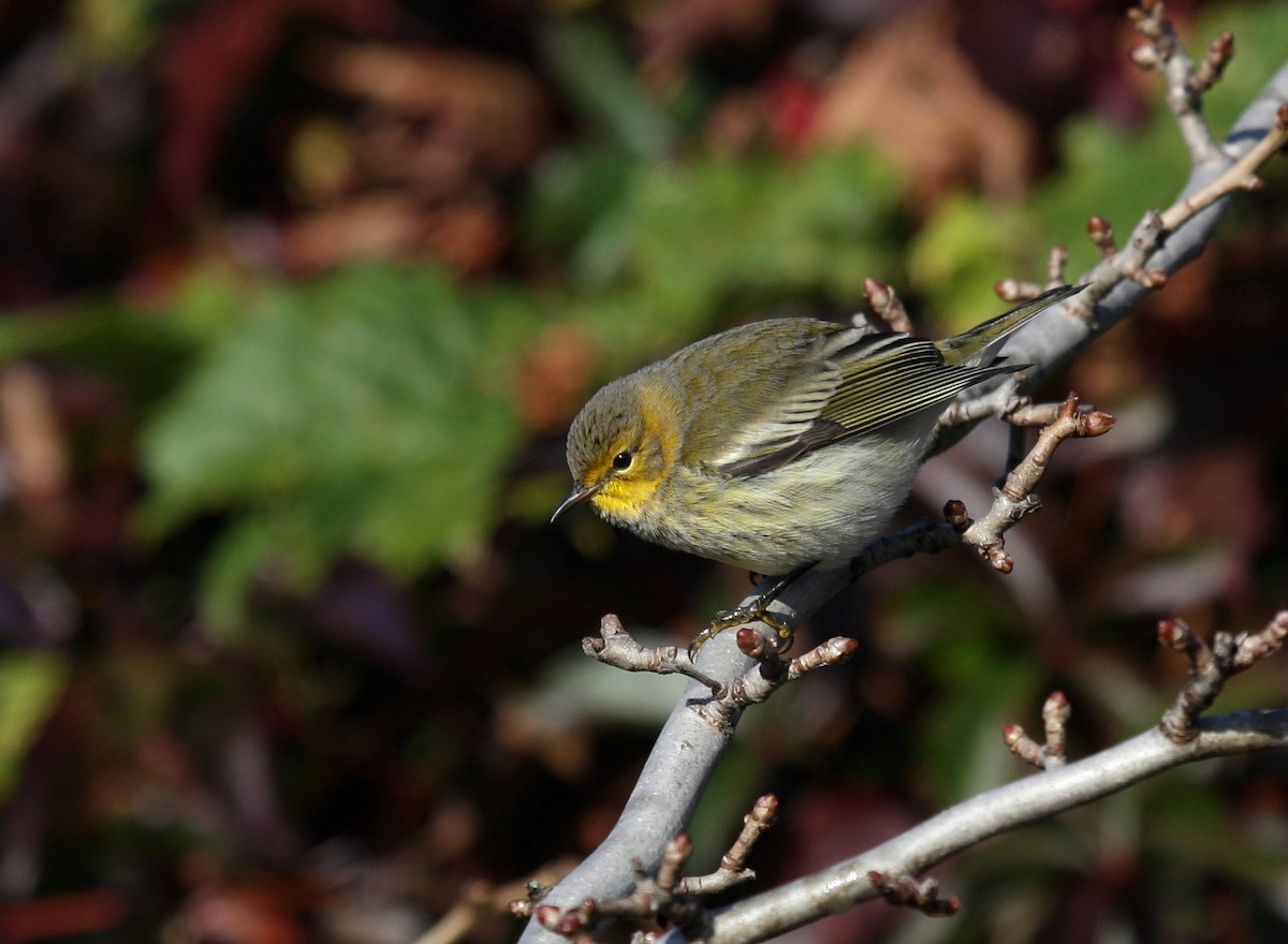 Cape May Warbler - Yves Dugré