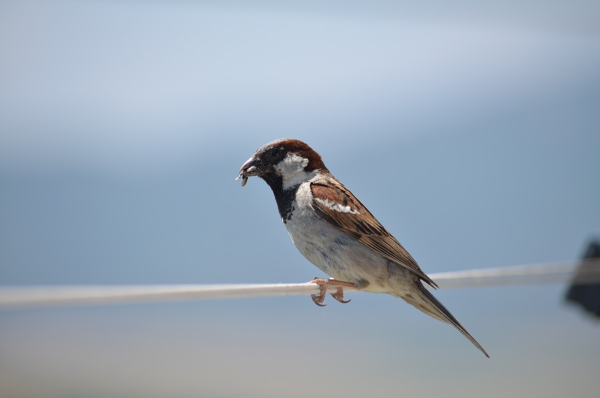 House Sparrow - ML360749831