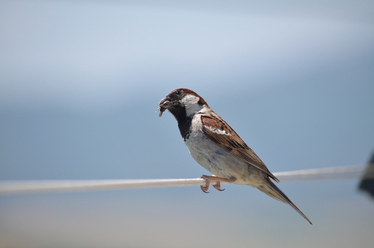 House Sparrow - ML360749841