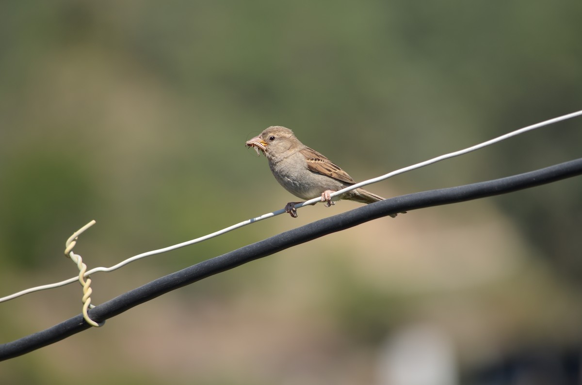 House Sparrow - ML360749851