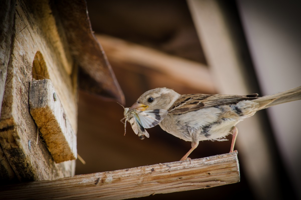 House Sparrow - Mert GÜNEY
