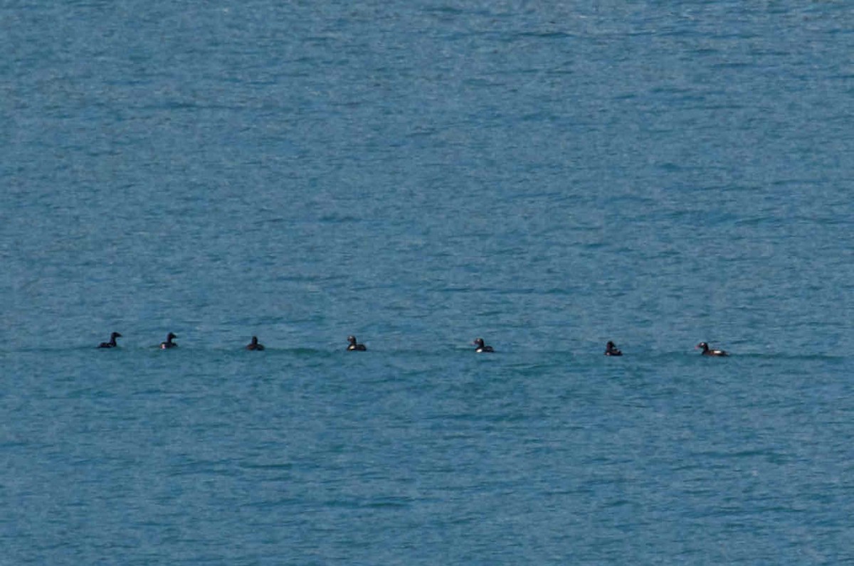 White-winged Scoter - ML360751311