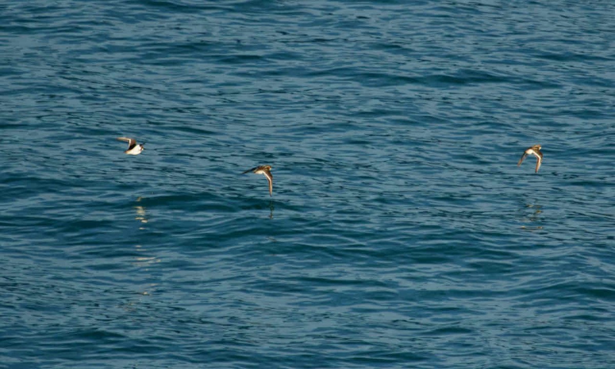 Red-necked Phalarope - ML360751371