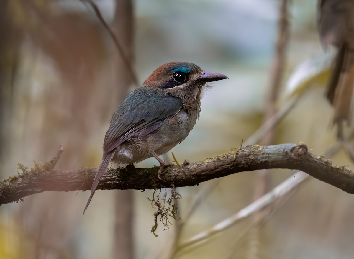 Tody Motmot - Jean Bonilla