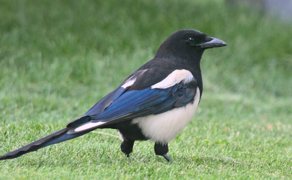 Black-billed Magpie - ML360752331