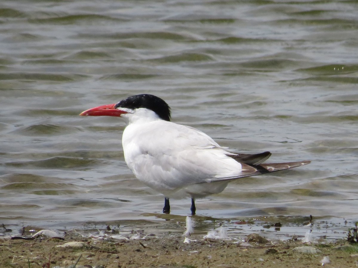 Caspian Tern - ML360753261