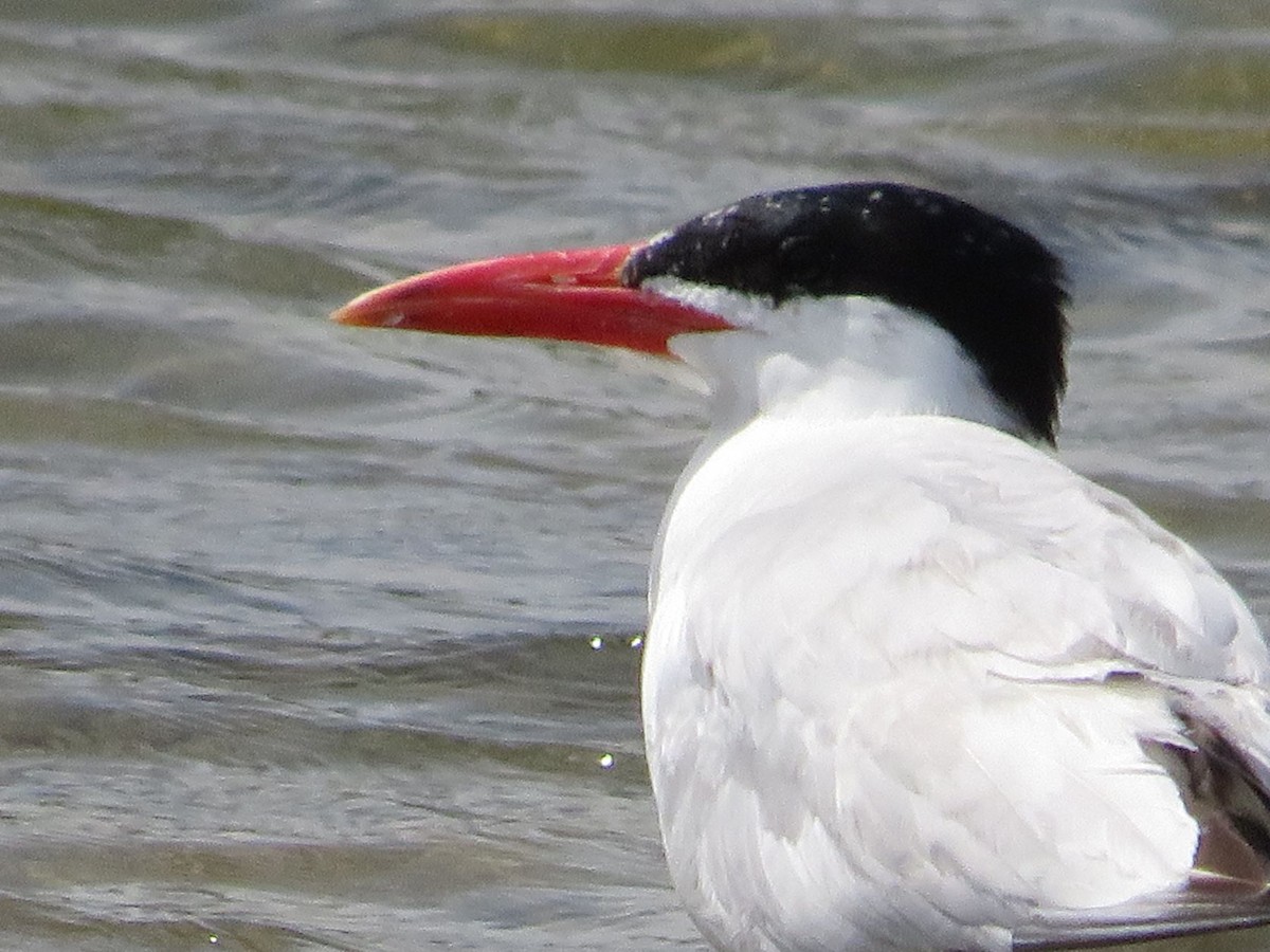 Caspian Tern - Stan  Koster