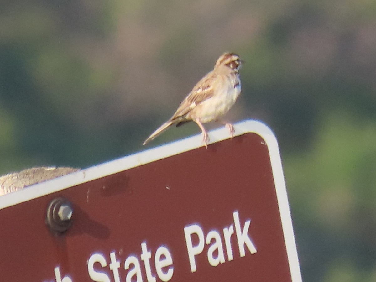 Lark Sparrow - ML360753421