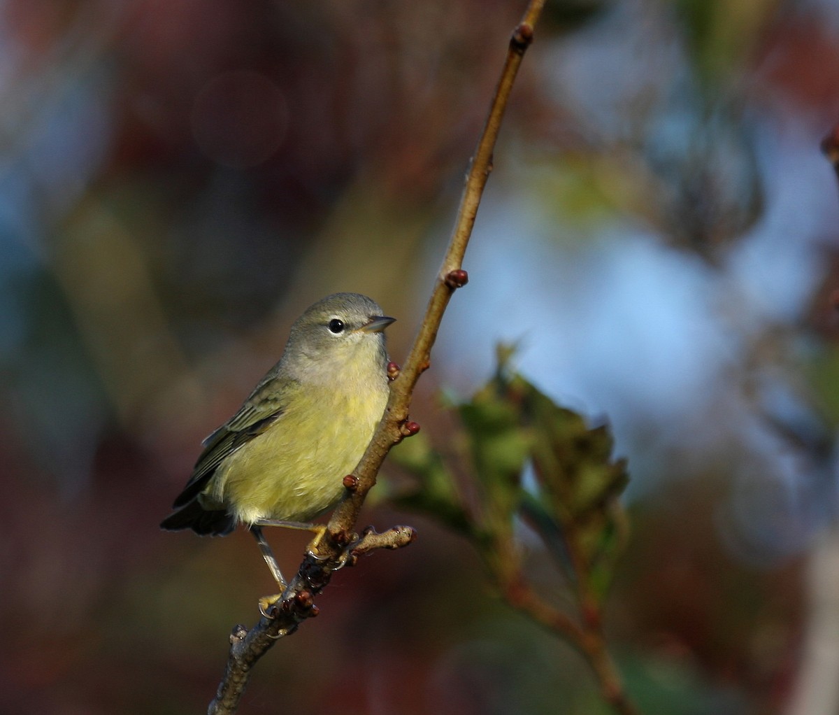 Orange-crowned Warbler - ML36075391